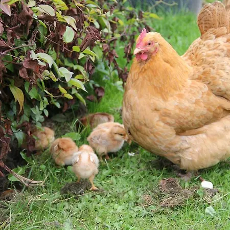 فندق مبيت وإفطار Munkebjerg Børkop